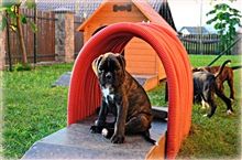 8 weeks